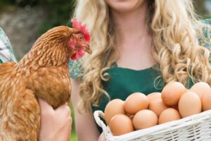What Does it Mean to be United Egg Producer Certified? – Hillandale Farms